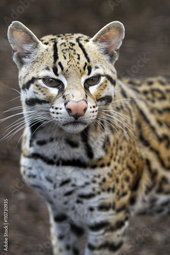 Ocelot - Brazilian male Ocelot