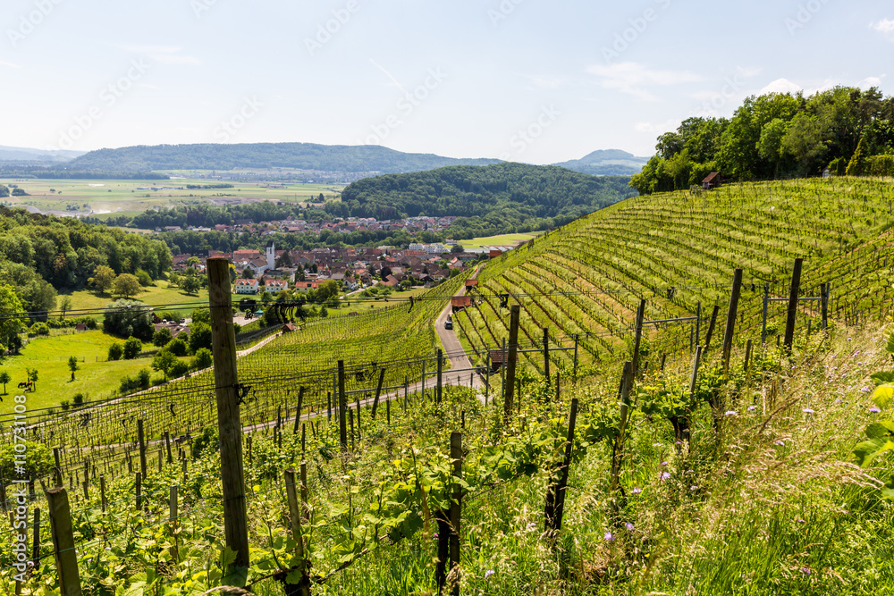 Fototapeta premium View to a vineyard in Birmenstorf, Switzerland