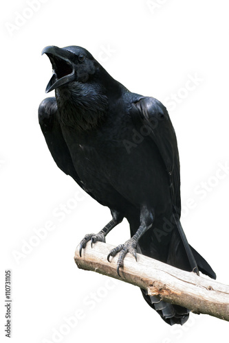 Raven Isolated - Raven calling out on Tree Branch