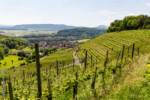 View to a vineyard in Birmenstorf  Switzerland