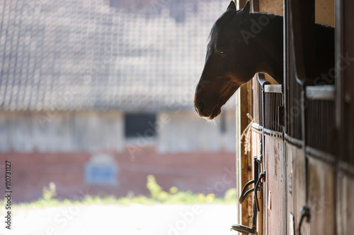 Fototapeta Naklejka Na Ścianę i Meble -  Horse in a stall