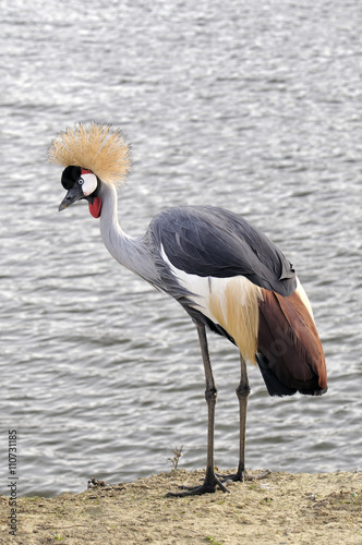 Grey Crowned Crane - African Crowned Crane