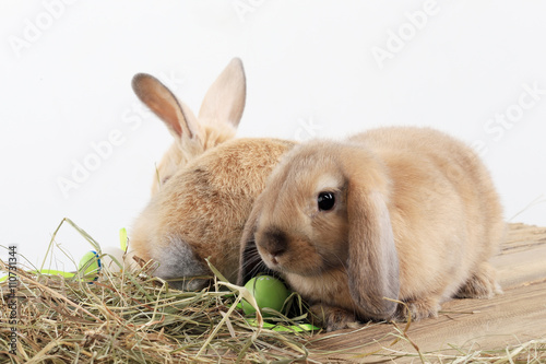 pair of rabbits