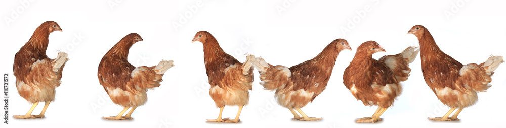 Fototapeta premium chicken-laying hens