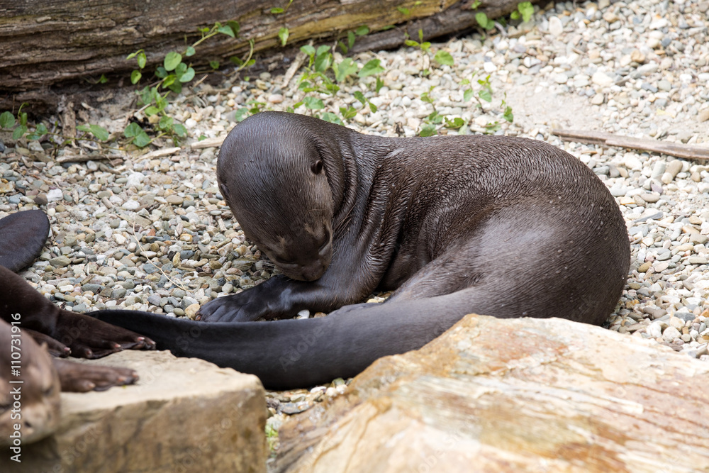 Fototapeta premium Giant Otter, Pteronura brasiliensis, is very playful