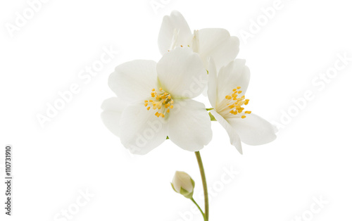 Fototapeta Naklejka Na Ścianę i Meble -  jasmine flower isolated