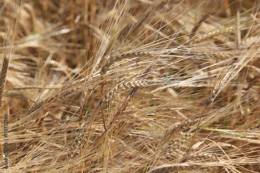 Fototapeta premium background of ripe wheat