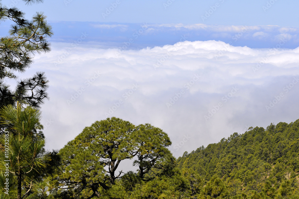 Aerial view of forest of canarian pines (Pinus canariensis) above the clouds at Tenerife in the Spanish Canary Islands
