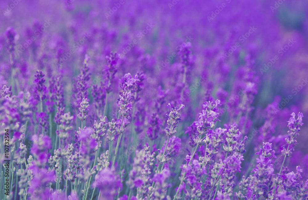 Lavender field - aromatic herbal plantation.