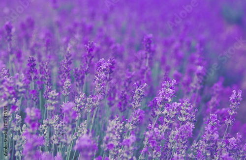 Lavender field - aromatic herbal plantation.