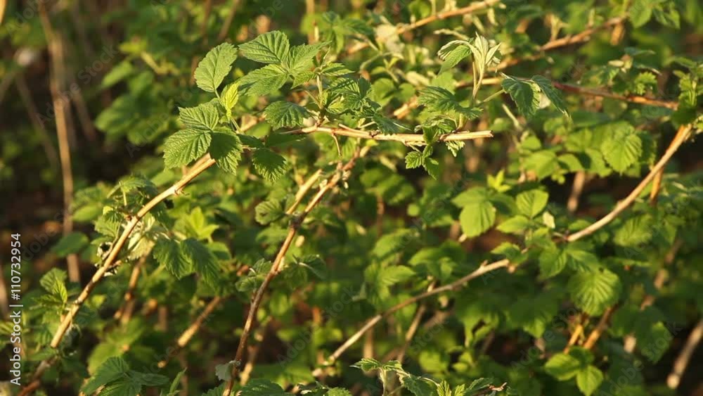 raspberry bush closeup swaying in the wind raspberry bush closeup swaying in the wind