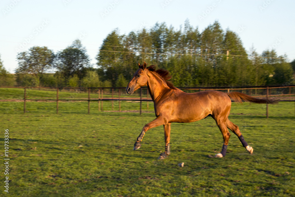 Fototapeta premium Рыжий конь