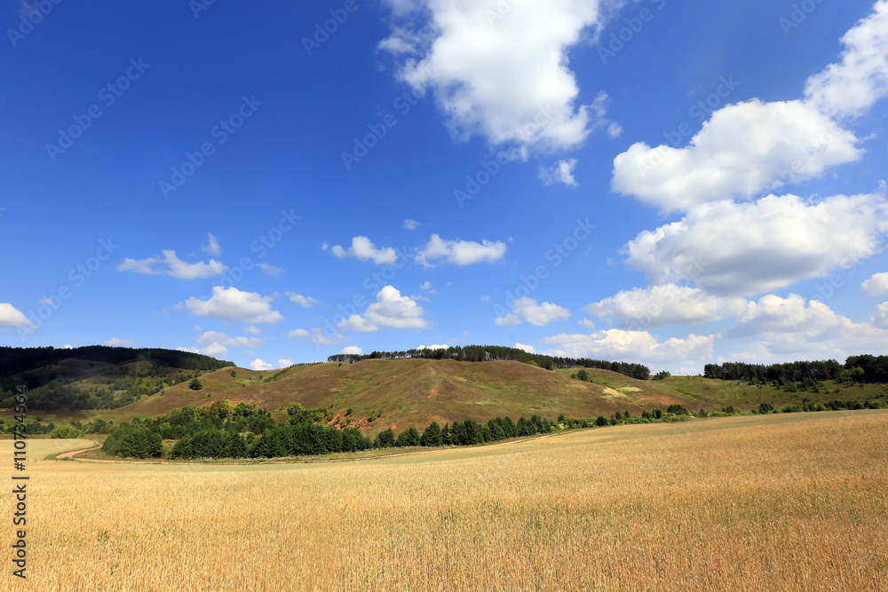 Obraz premium beauty fields