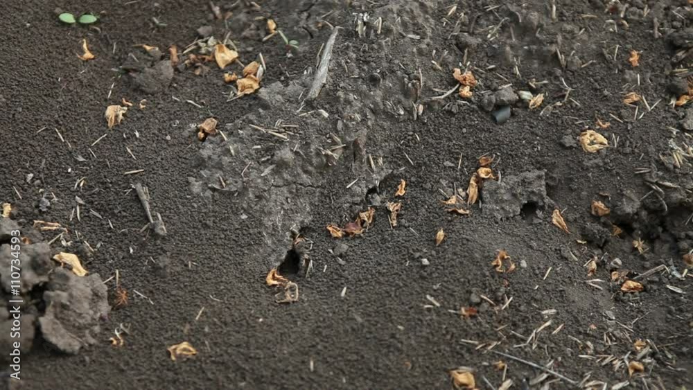 ants crawling on the ground view from above ants crawling on the ground view from above