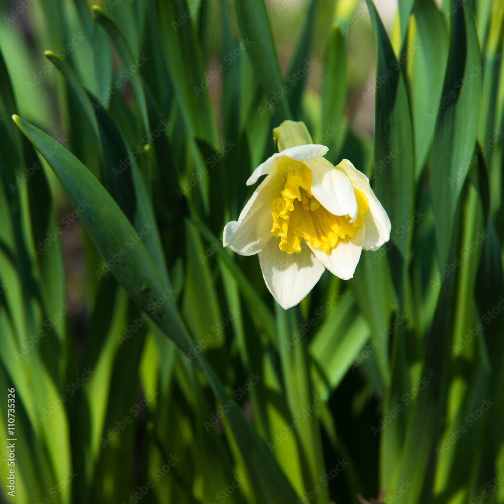 Blooming narcissus in the garden at springtime Blooming narcissus in the garden at springtime