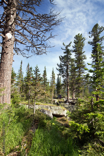 coniferous forests in the mountains