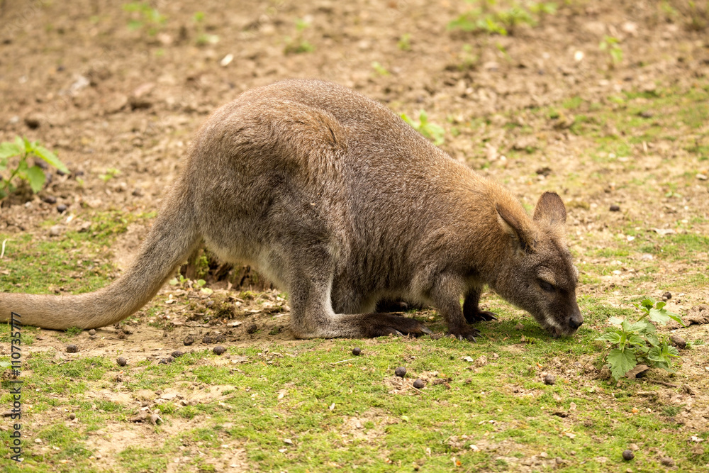 Bennett's wallaby, Macropus rufogriseus is a small wallaby Bennett's wallaby, Macropus rufogriseus is a small wallaby
