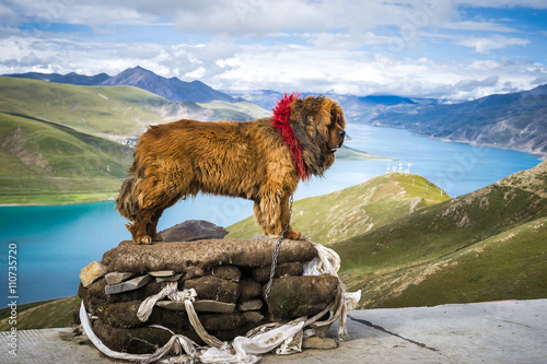 Tibetan mastiff posing on pedestal at the Yamdrok lake in Tibet, China