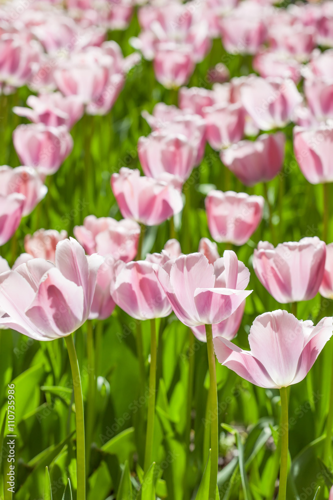 field bright pale pink tulips in sunlight field bright pale pink tulips in sunlight