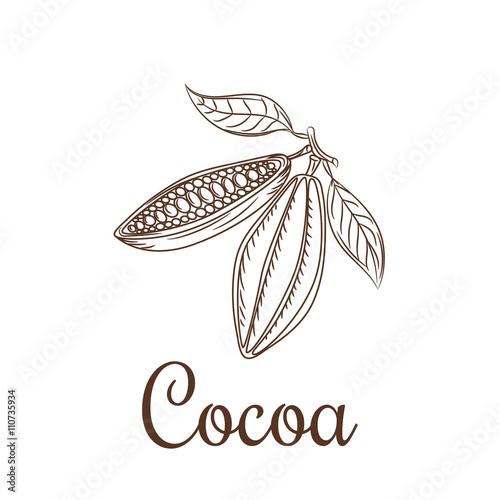 Cocoa beans sketch vector illustration. Cacao icon. Natural raw cocoa seeds for chocolate package or badge.