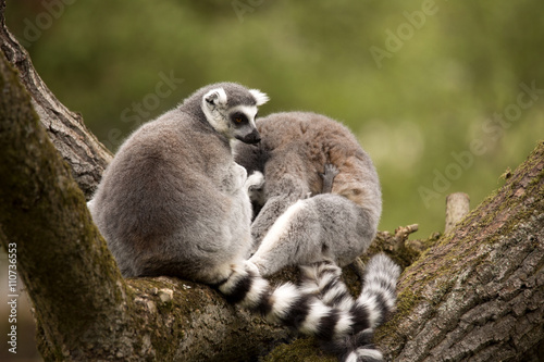 Ring-tailed Lemur, Lemur Catta, females with cubs