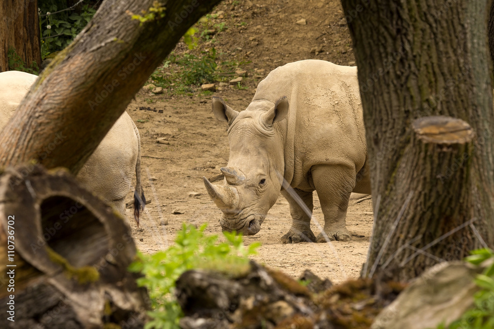 Southern White Rhinoceros, Ceratotherium s. simum, all 5 of the rhino species most sociable Southern White Rhinoceros, Ceratotherium s. simum, all 5 of the rhino species most sociable