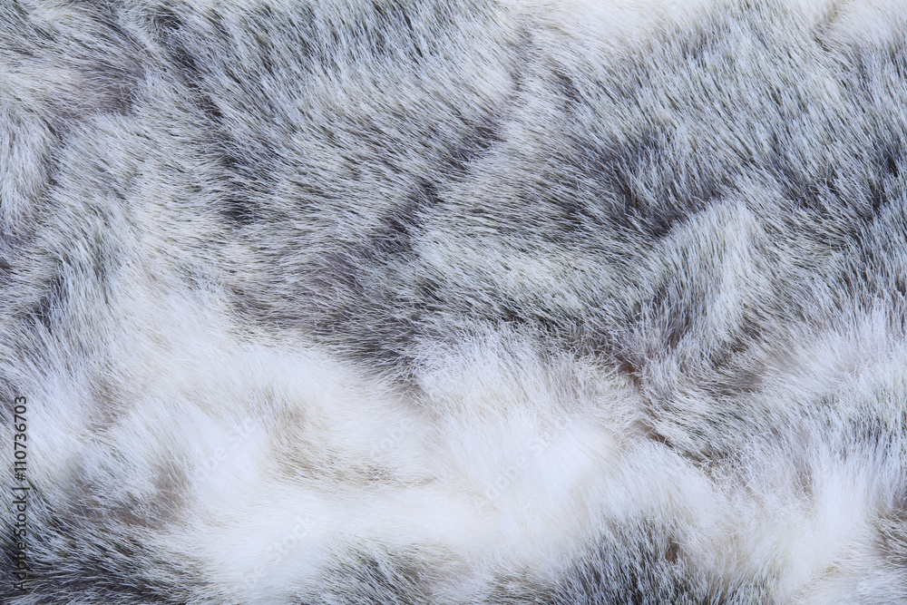 texture of gray fur texture of gray fur