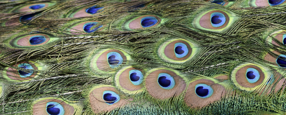 Obraz premium Peacock Pattern - Pfau Muster 
