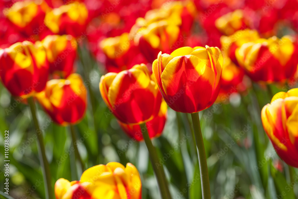 Fototapeta premium yellow-red tulips close up in the flower bed