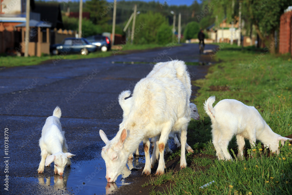 Fototapeta premium Goat with kids on a meadow