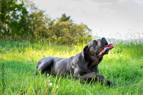 Cane corso, italian mastiff dog