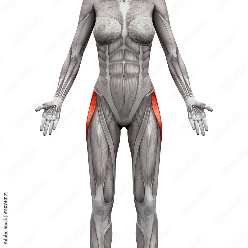Wall Mural Tensor Fasciae Latae Muscle - Anatomy Muscles isolated on white