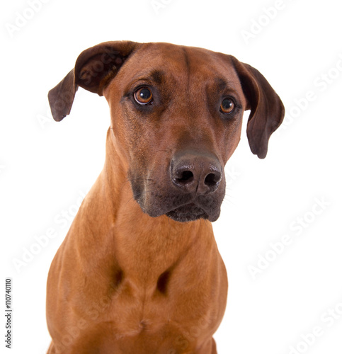 Rhodesian Ridgeback im Portrait