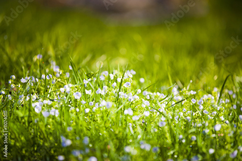 Green grass with white flowers.