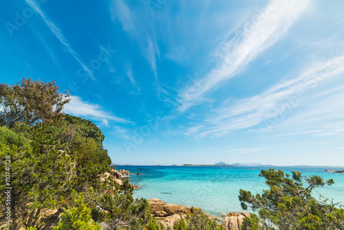 vegetation by the shore in Capriccioli beach