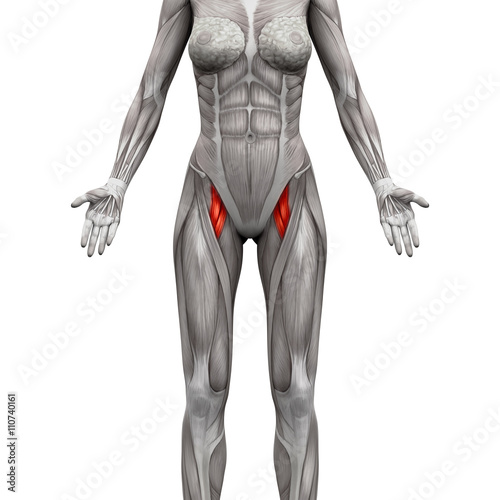 Adductor Brevis and Adductor Longus Muscle - Anatomy Muscles photo