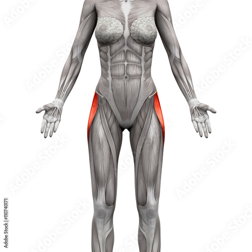 Fotografija Tensor Fasciae Latae Muscle - Anatomy Muscles isolated on white