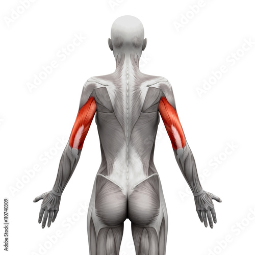 Triceps Muscles - Anatomy Muscles isolated on white