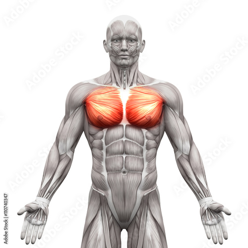 Chest Muscles - Pectoralis Major and Minor - Anatomy Muscles photo