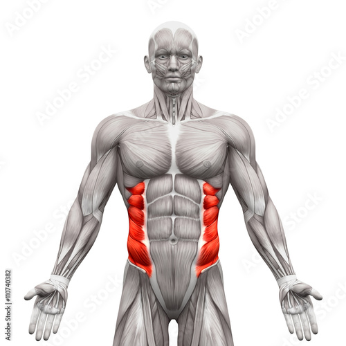 External Oblique Muscles - Anatomy Muscles isolated on white
