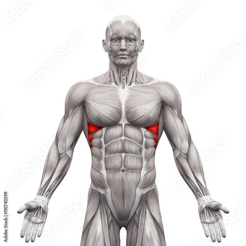 Serratus Anterior Muscles - Anatomy Muscles isolated on white