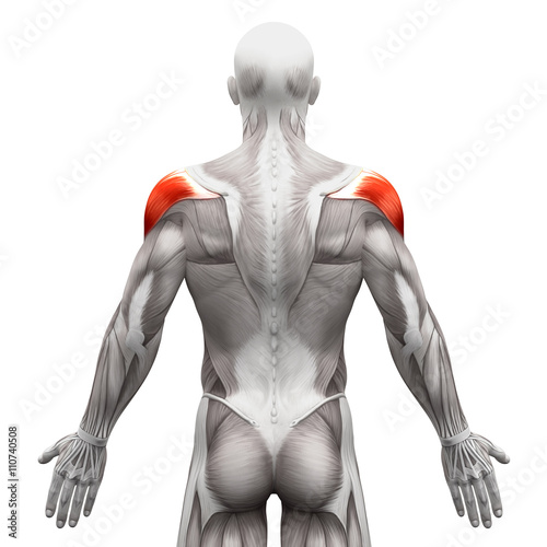 Tableau sur toile Deltoid Muscle - Anatomy Muscles isolated on white