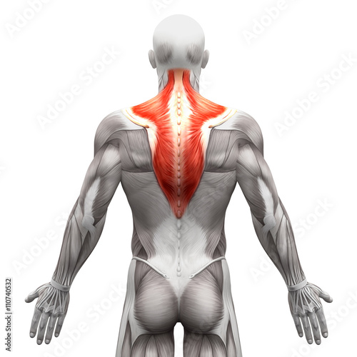 Trapezius Muscle - Anatomy Muscles isolated on white