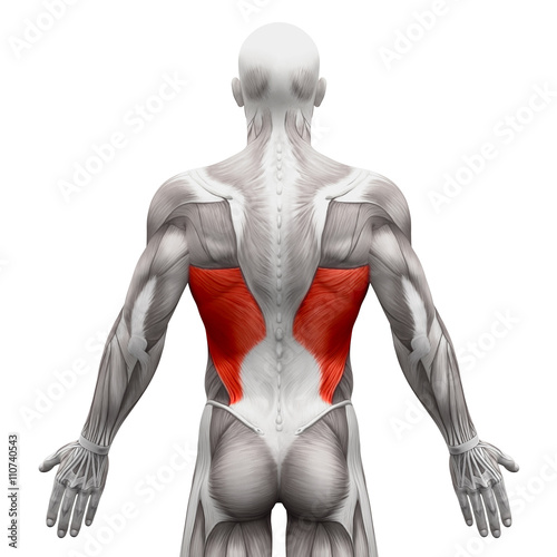 Latissimus Dorsi - Anatomy Muscles isolated on white