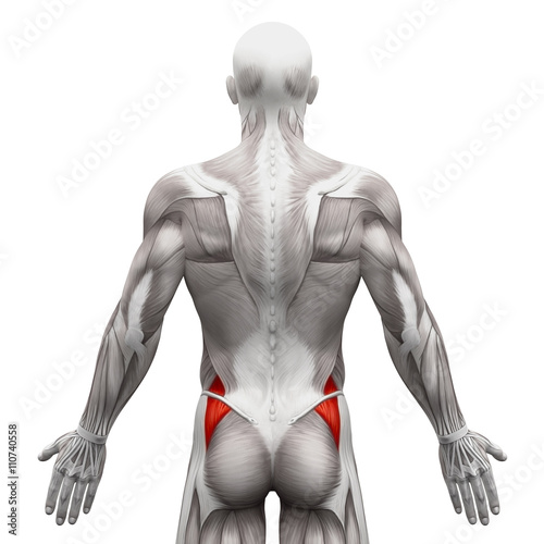 Gluteus Medius - Anatomy Muscles isolated on white photo