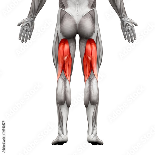 Hamstrings Male Muscles - Anatomy Muscle isolated on white