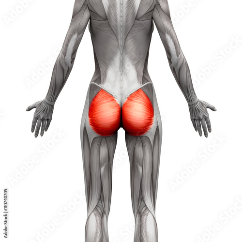 Gluteal Muscles / Gluteus Maximus - Anatomy Muscles isolated photo