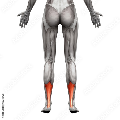 фотографія Achilles Tendon - Anatomy Muscle - isolated on white
