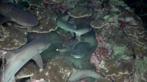 Whitetip Reef sharks At Nighth In search of food, Caribbean sea Cocos Costa Rica. Underwater landscape, rocky pinnacles, canyons, walls and caves. Beautiful array of marine life ready for exploration. photo