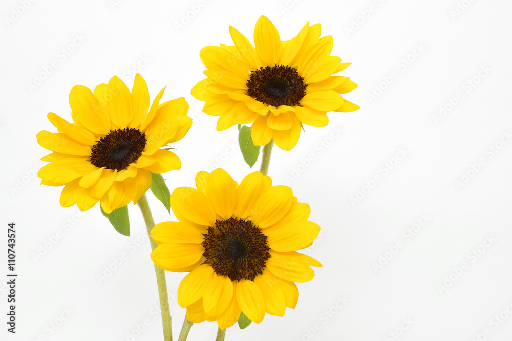 Obraz premium Sunflowers